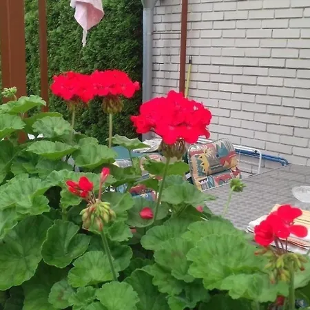 Klimatisiertes In Buekfuerdoe Mit Garten Bük